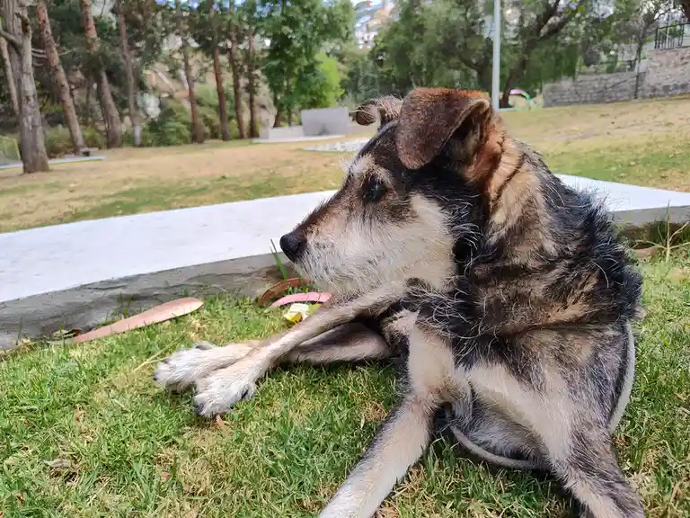 Adorable Doggo