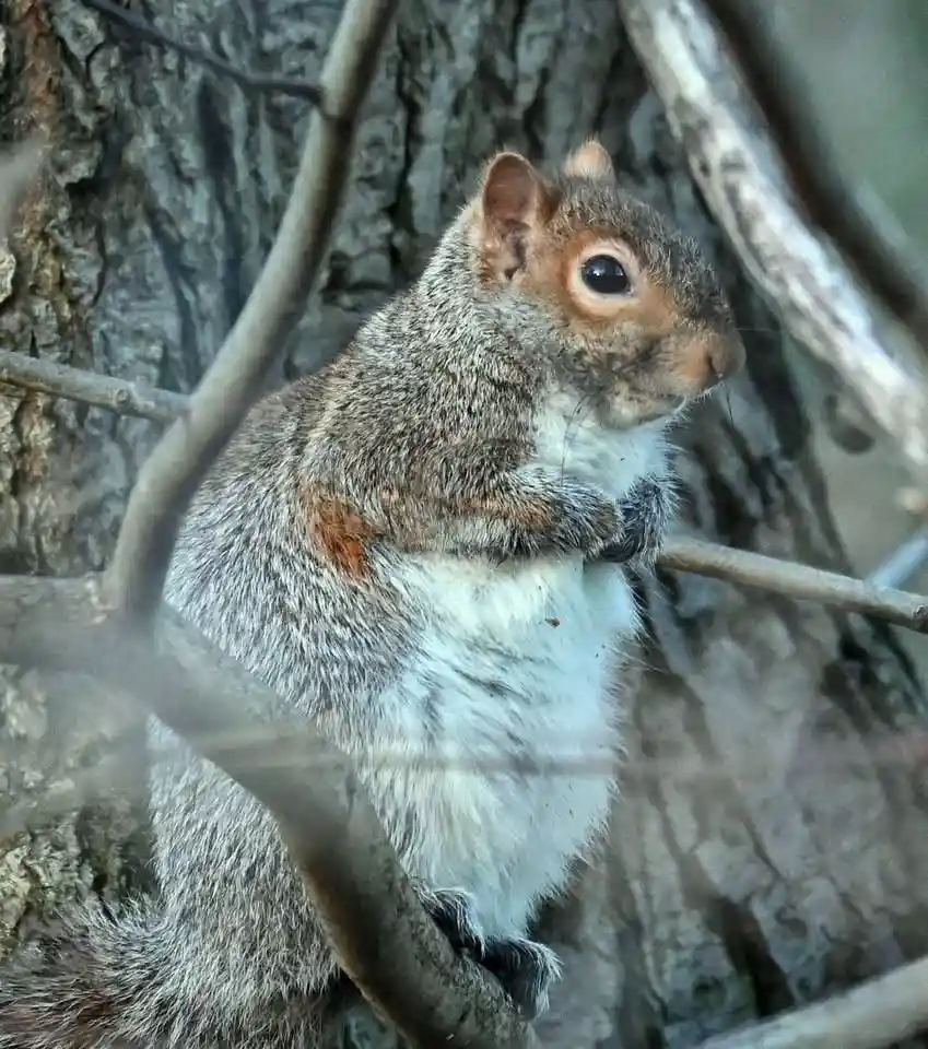 A gray squirrel with a white underbelly and reddish-brown face sits upright on a tree branch, looking alertly to the right…