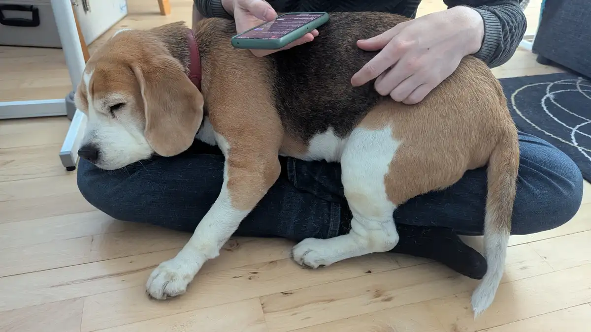 A beagle dog with brown, black, and white fur is sleeping peacefully on a person's lap indoors. The person, wearing dark…