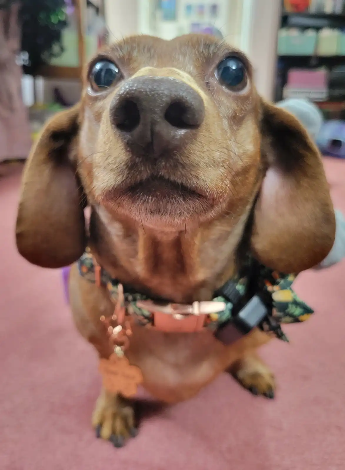 A close-up photo of a brown dachshund looking directly at the camera with wide, expressive eyes and floppy ears, wearing a…