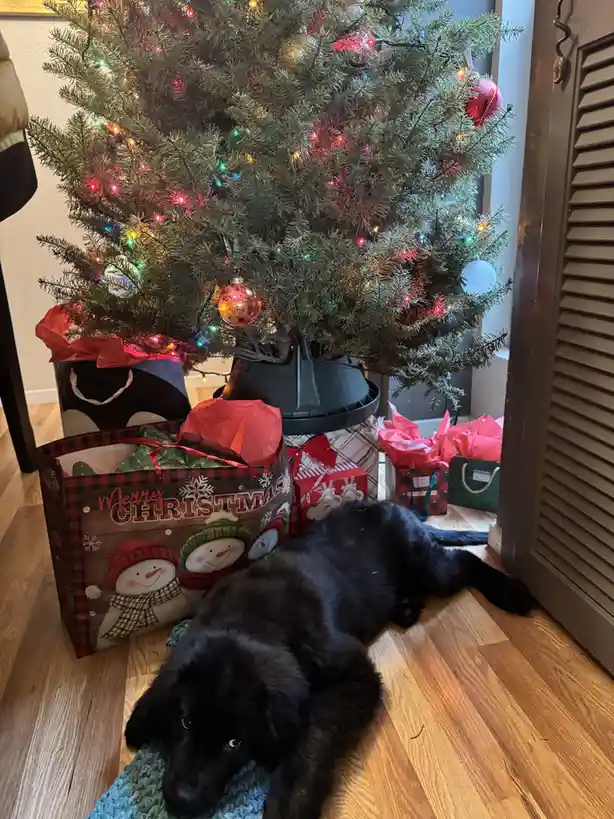 A black dog lies on a wooden floor in front of a decorated Christmas tree with colorful lights and ornaments, surrounded by…