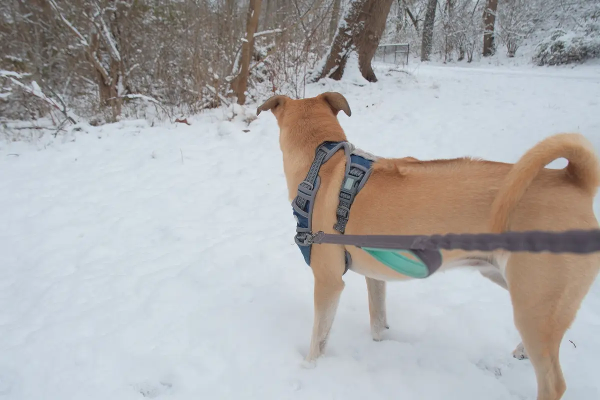 Enjoying a Peaceful Snowy Stroll :)