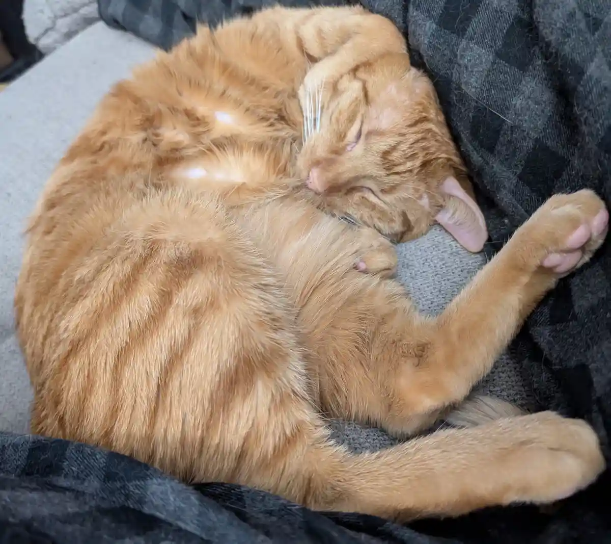 A fluffy orange tabby cat is curled up and sleeping soundly on a gray couch, nestled against a dark gray blanket. Its eyes…