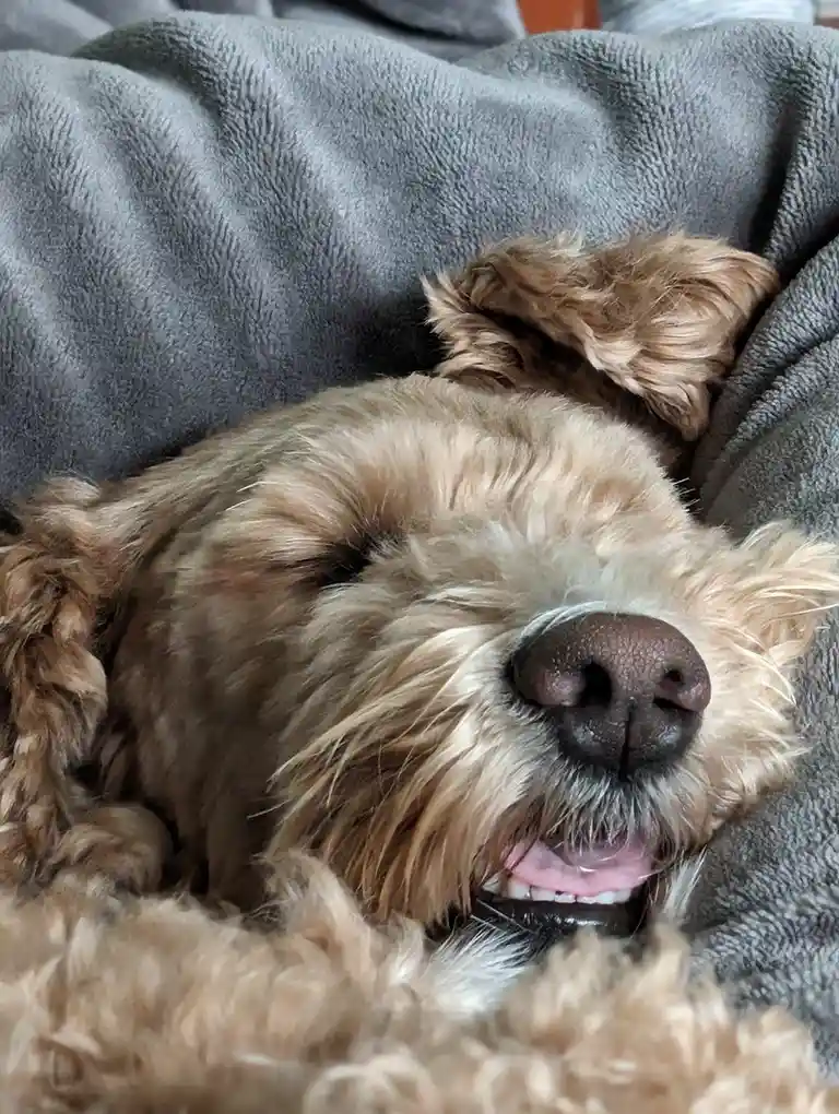 Sleeping Like a Champion