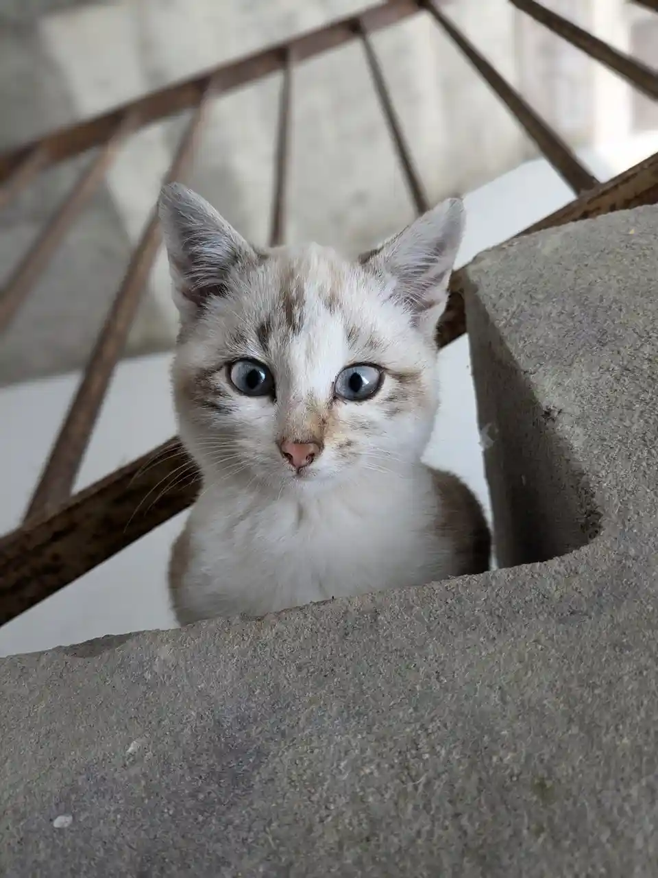 A close-up photo shows a small, white kitten with striking blue eyes peeking over a rough concrete ledge, looking directly…