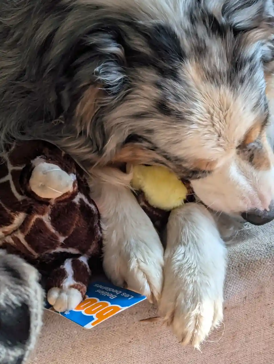 A fluffy merle-coated dog is sleeping peacefully with its head resting on a brown and white plush giraffe toy, which has a…