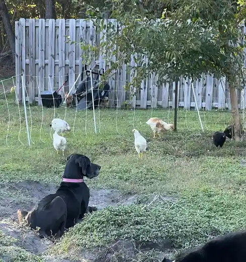 Callie the Cat: An Enthralling Spectator of Chickens