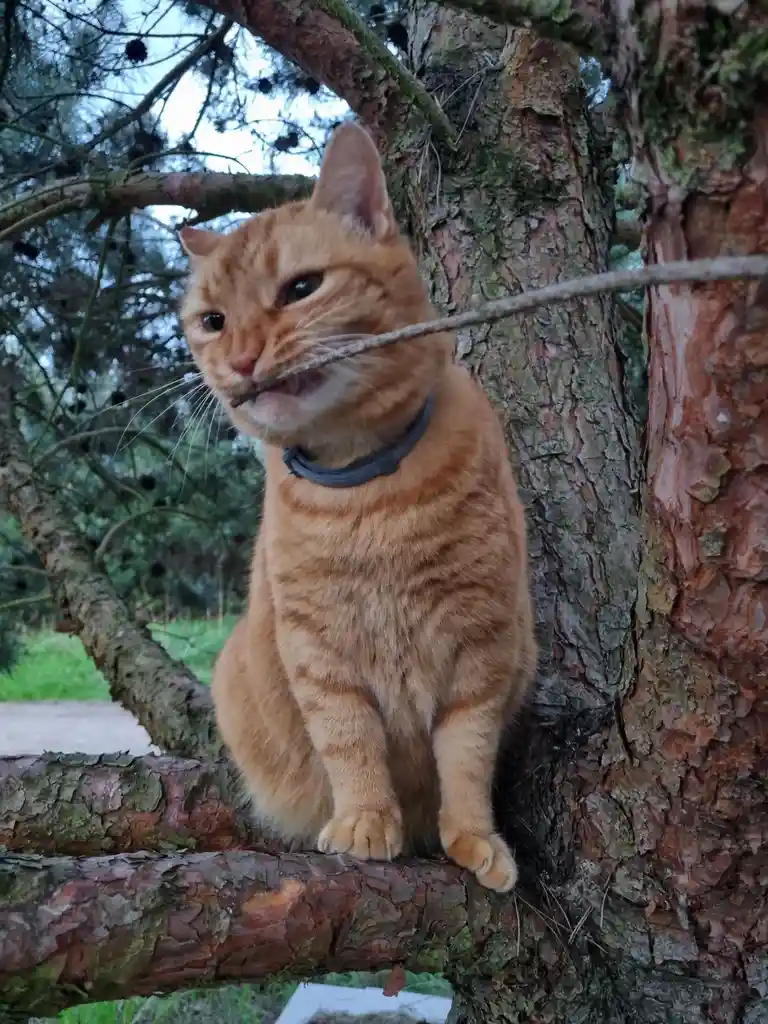 Rudolf's struggle: These pine branches are tougher than they look!