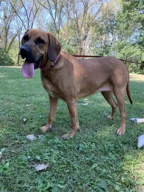 A brown dog with floppy ears and a pink collar stands on grass with its tongue out, wearing a leash. The overlaid text reads…