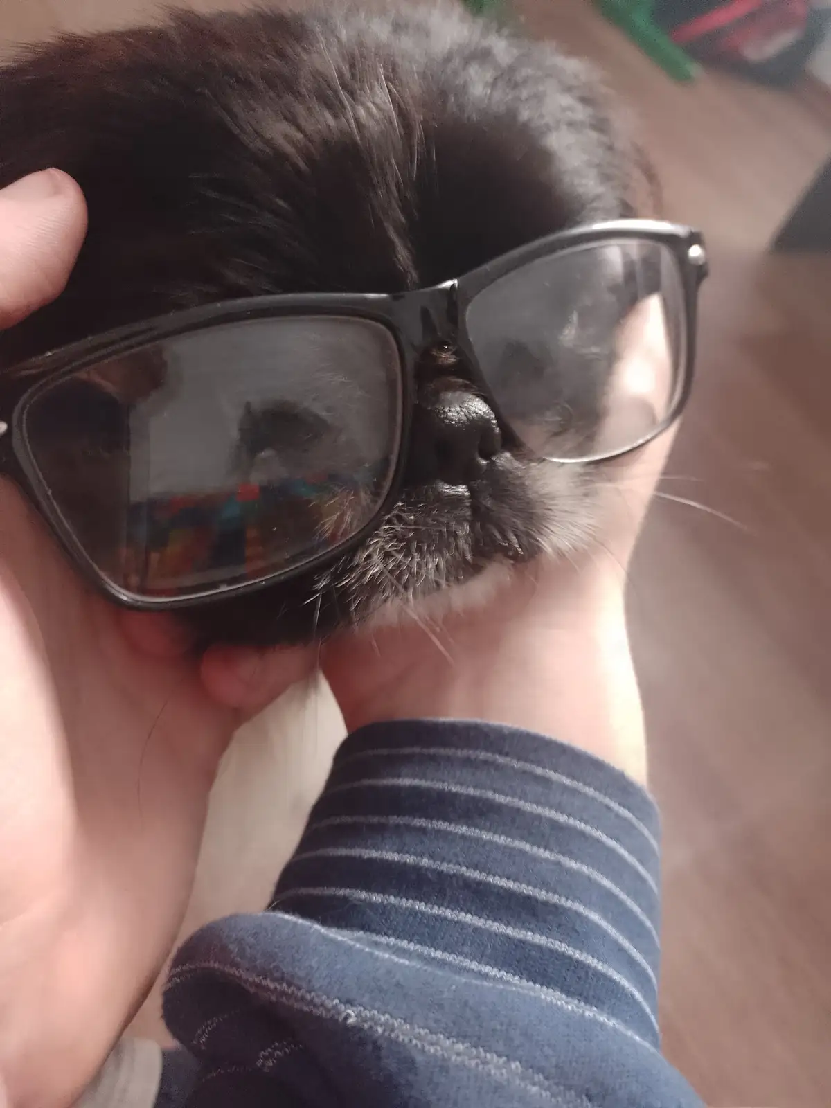 A close-up photo shows a dark-furred cat with a white muzzle being held by a person wearing a blue striped shirt. The cat…