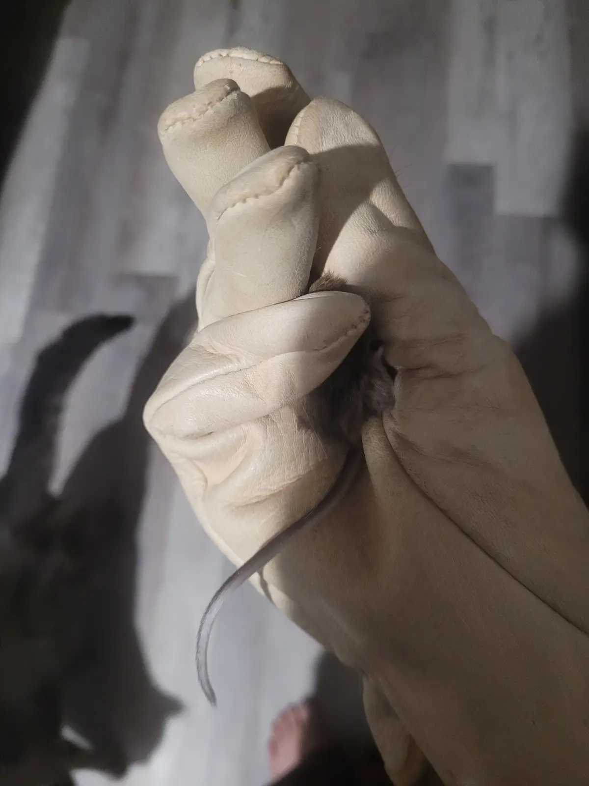 A close-up image shows a light-colored leather glove holding a small, dark-furred mouse by its body, with the mouse's long…