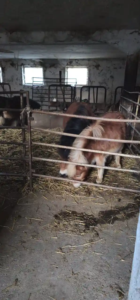 Just a horse, nothing more!
