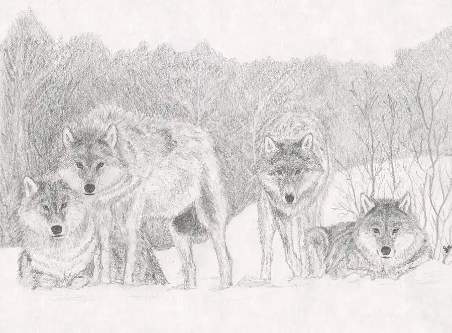 The WolfPack: United We Stand!