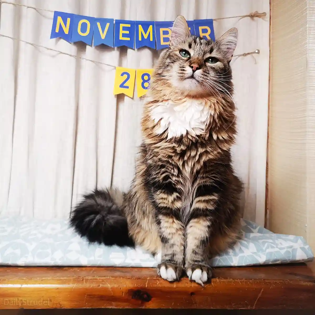 A fluffy tabby cat with green eyes sits upright on a patterned cushion atop a wooden surface, looking upward with a bored or…