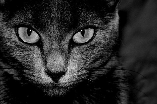 A black-and-white close-up of a cat's face, showing intense, wide eyes staring directly at the viewer. The cat's fur is…