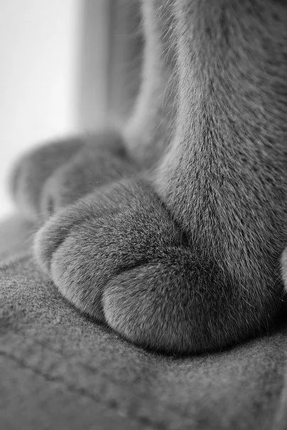 Meet Today's Adorable Cat!