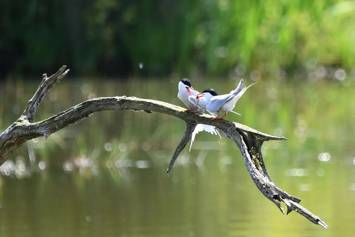 Two small white and black birds with red beaks and legs perch on a curved, weathered tree branch over water. One bird holds…