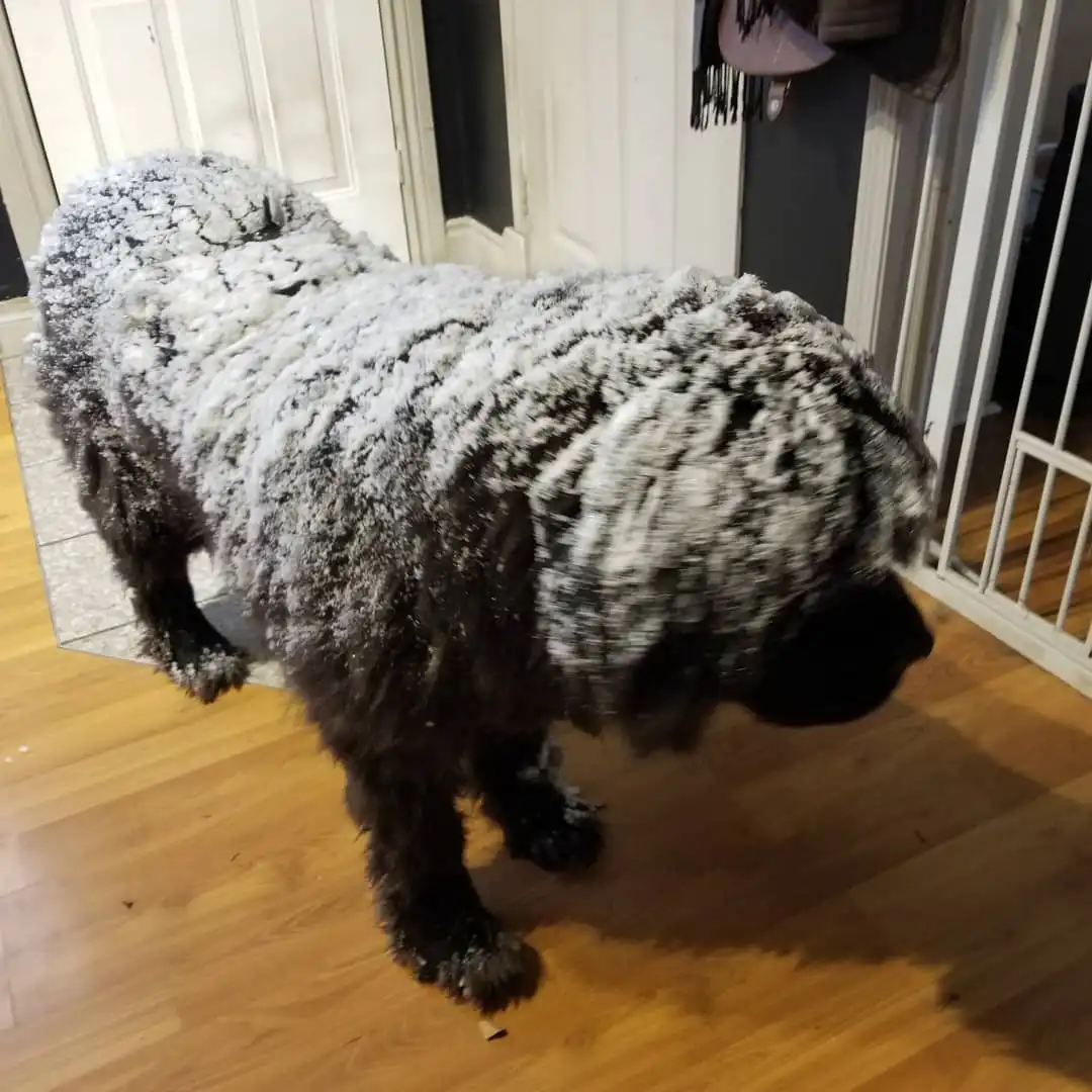 A large black dog with long, shaggy fur stands indoors on a wooden floor, its entire coat heavily covered in white snow. The…