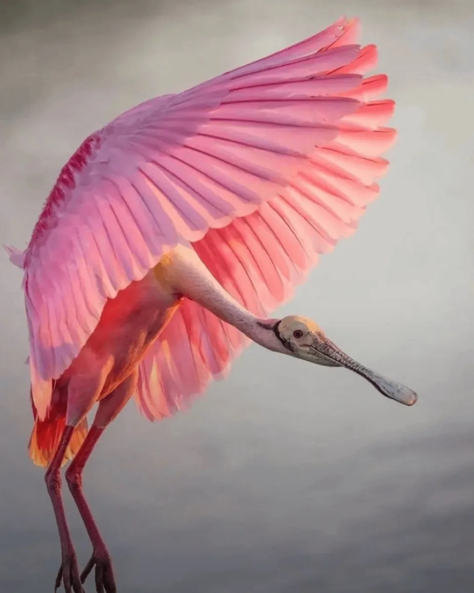 A pink roseate spoonbill bird is captured mid-flight with its wings fully spread, showcasing vibrant pink feathers against a…