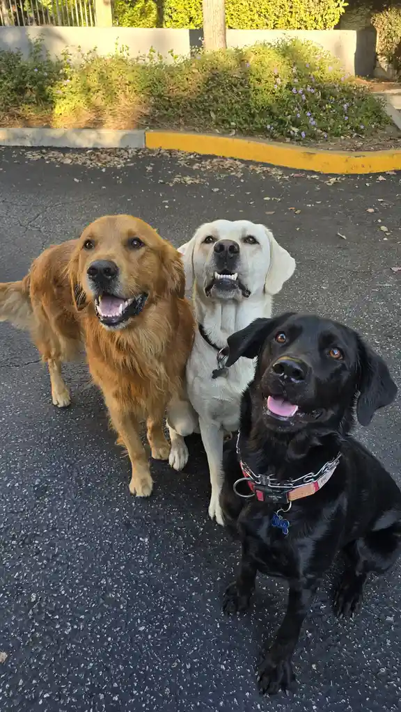 Meet Shadow, Chance, and the Wildly Energetic Nina