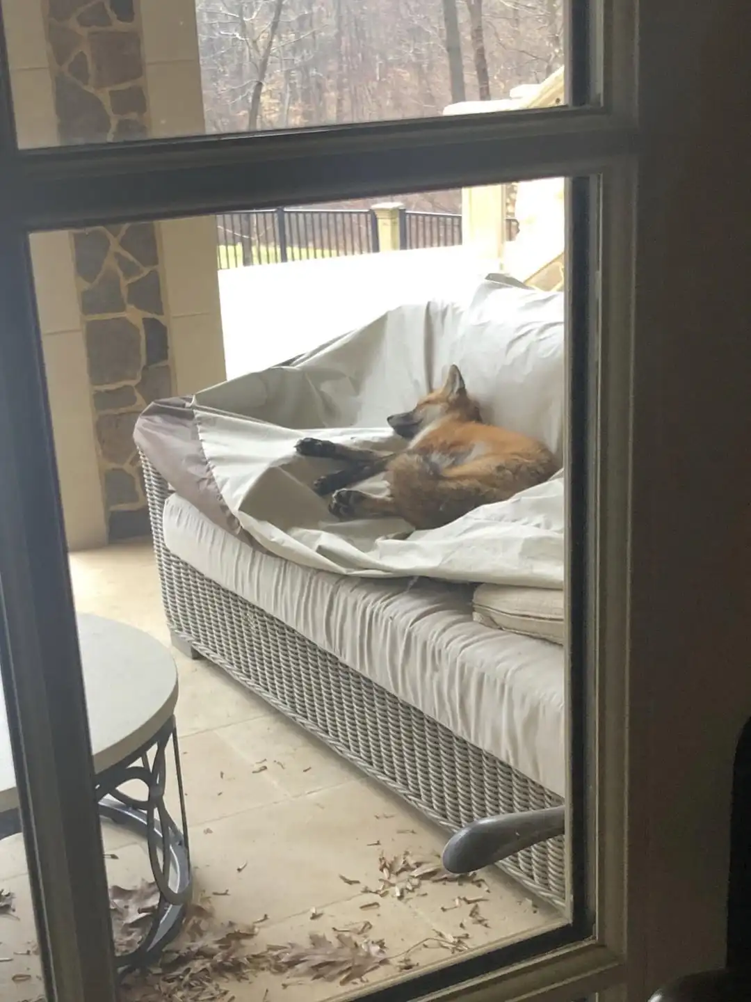 A red fox is curled up and sleeping soundly on a white cushioned outdoor couch, viewed through a glass door. The couch is on…