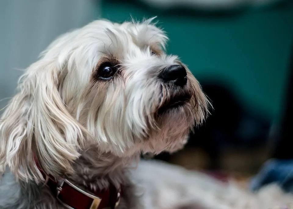 A close-up of a fluffy white dog with long hair and dark eyes, looking upward with an innocent expression. The dog wears a…