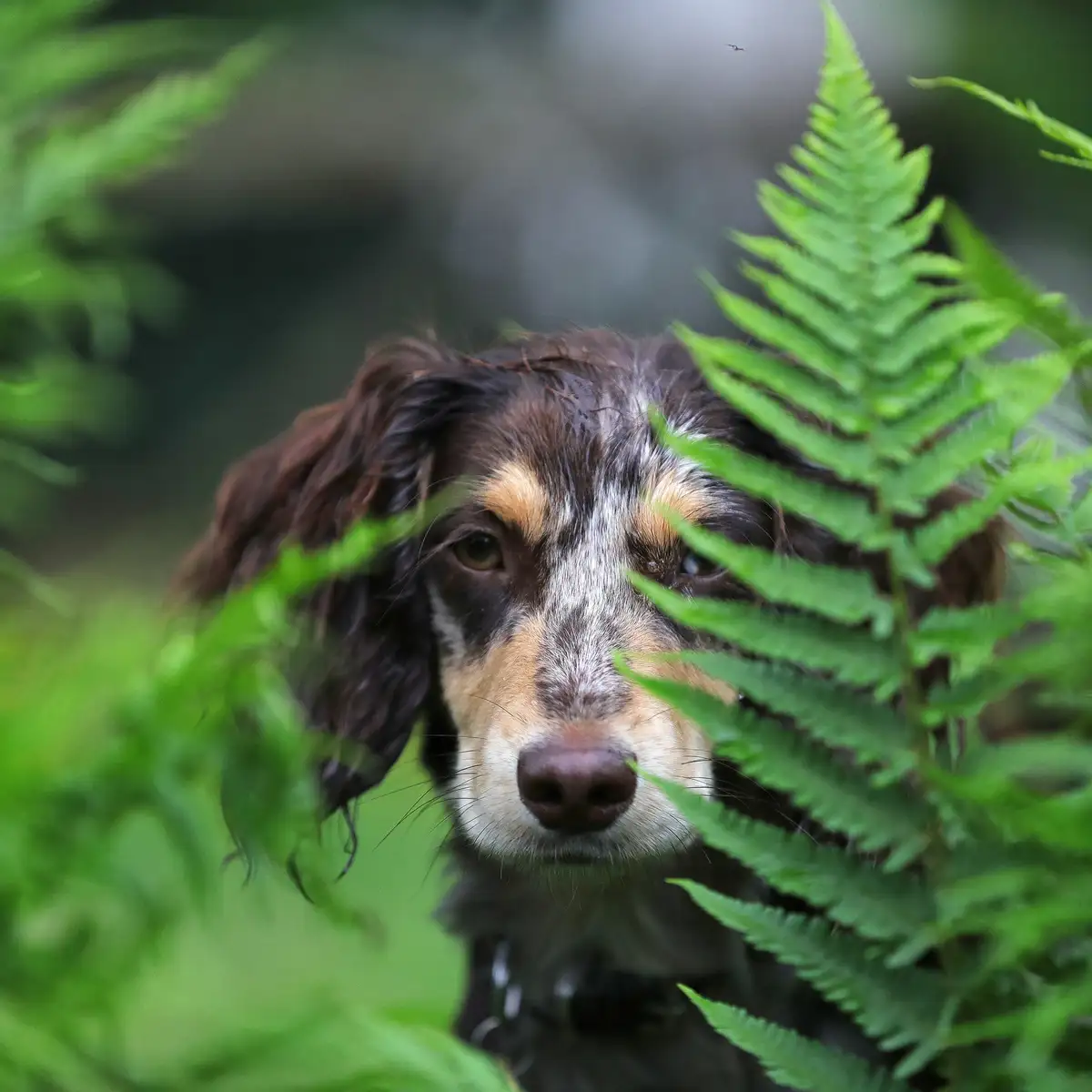 A close-up photo shows a brown, white, and tan dog peeking out from behind vibrant green fern fronds in a natural setting…