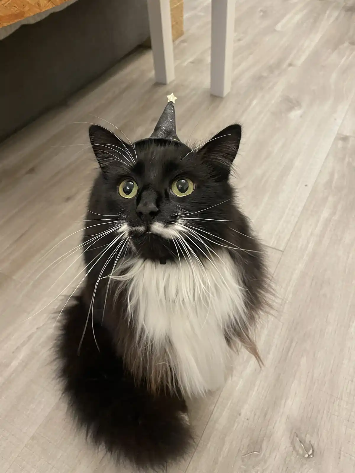A black and white long-haired cat with wide, startled green eyes sits on a light wood floor, wearing a small black party hat…
