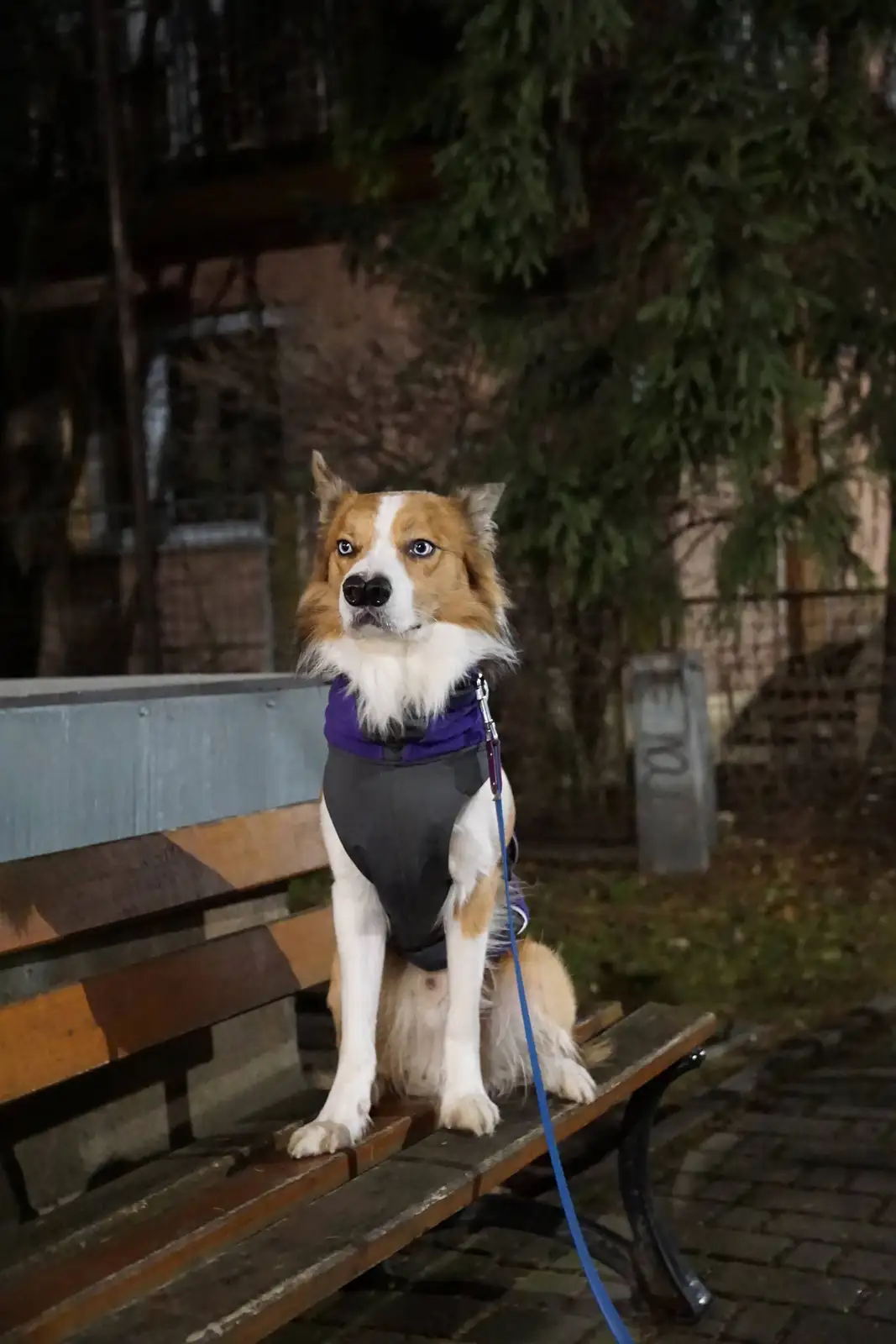A brown and white dog with striking blue eyes sits upright on a wooden bench at night, wearing a purple and black harness…