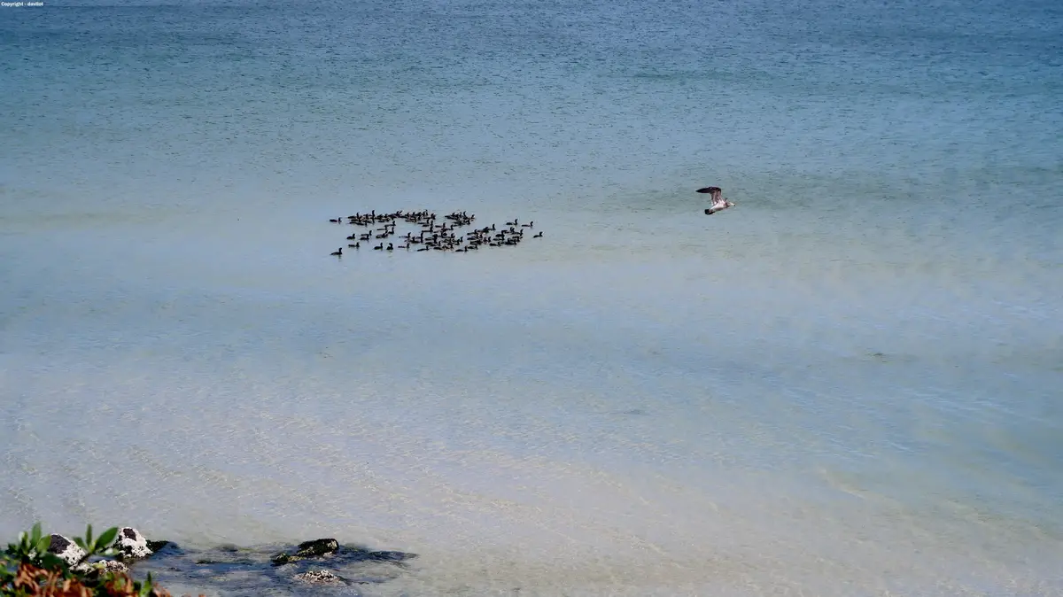 A seagull flies low over calm, shallow blue-green water where a large flock of dark water birds is gathered, clearly…