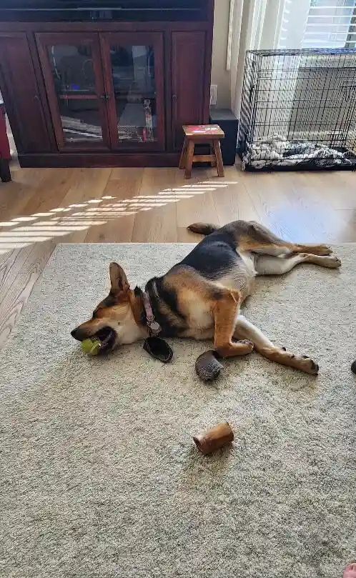 A German Shepherd dog is lying on its side on a carpeted floor, holding a tennis ball in its mouth, with sunglasses and a…