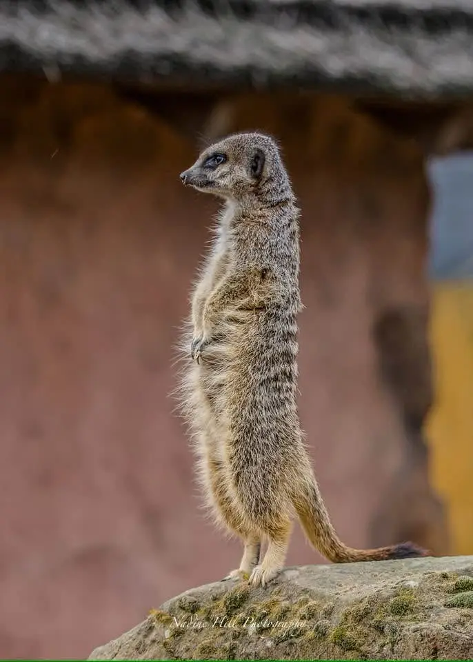 A meerkat stands upright on a mossy rock, looking alertly to the side, with a blurred background of earthy tones and a…
