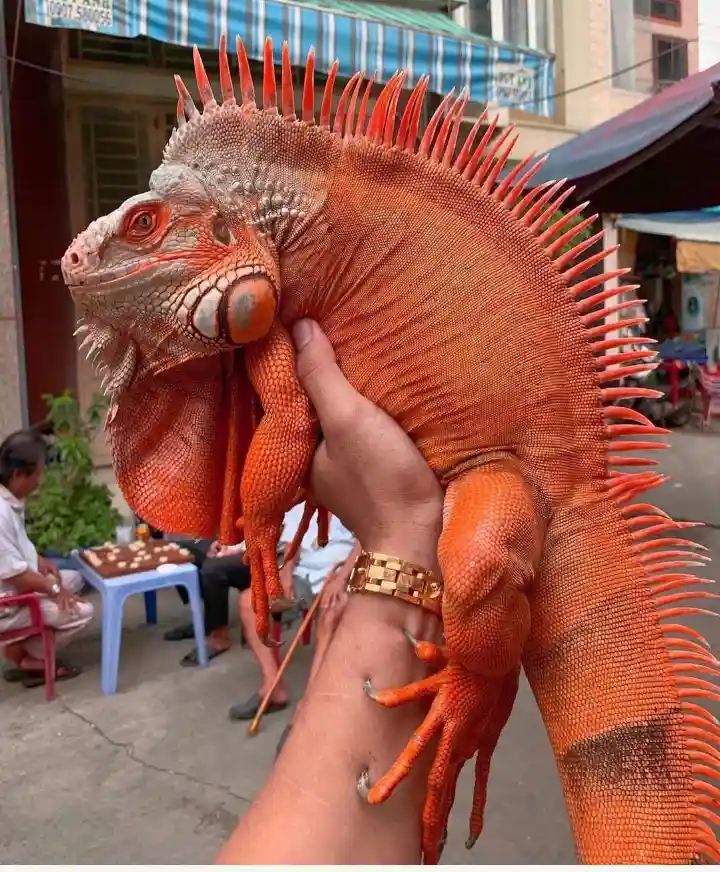 A person holds a large, vibrant orange iguana with its spines raised, which has a gold watch on its wrist. The iguana's head…