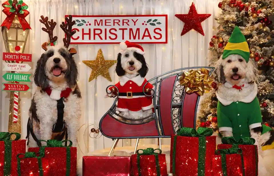 Three fluffy dogs dressed in Christmas costumes pose in front of a festive backdrop with a 'Merry Christmas' sign, a…
