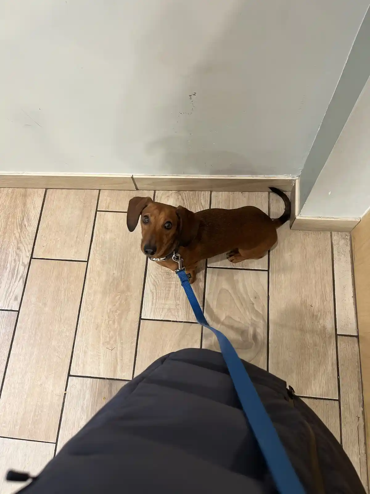 A brown dachshund stands on light wood-patterned flooring, looking up at the camera with large, pleading eyes while wearing…