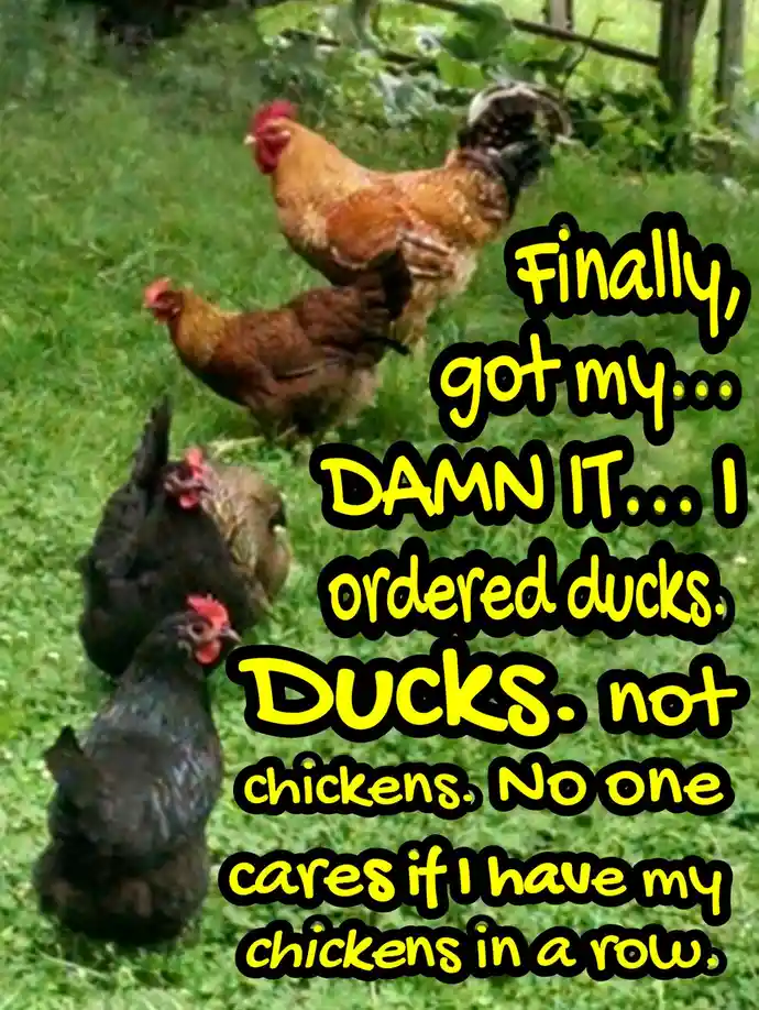 A photo of several chickens standing in a row on green grass, with overlaid yellow text expressing frustration at having…