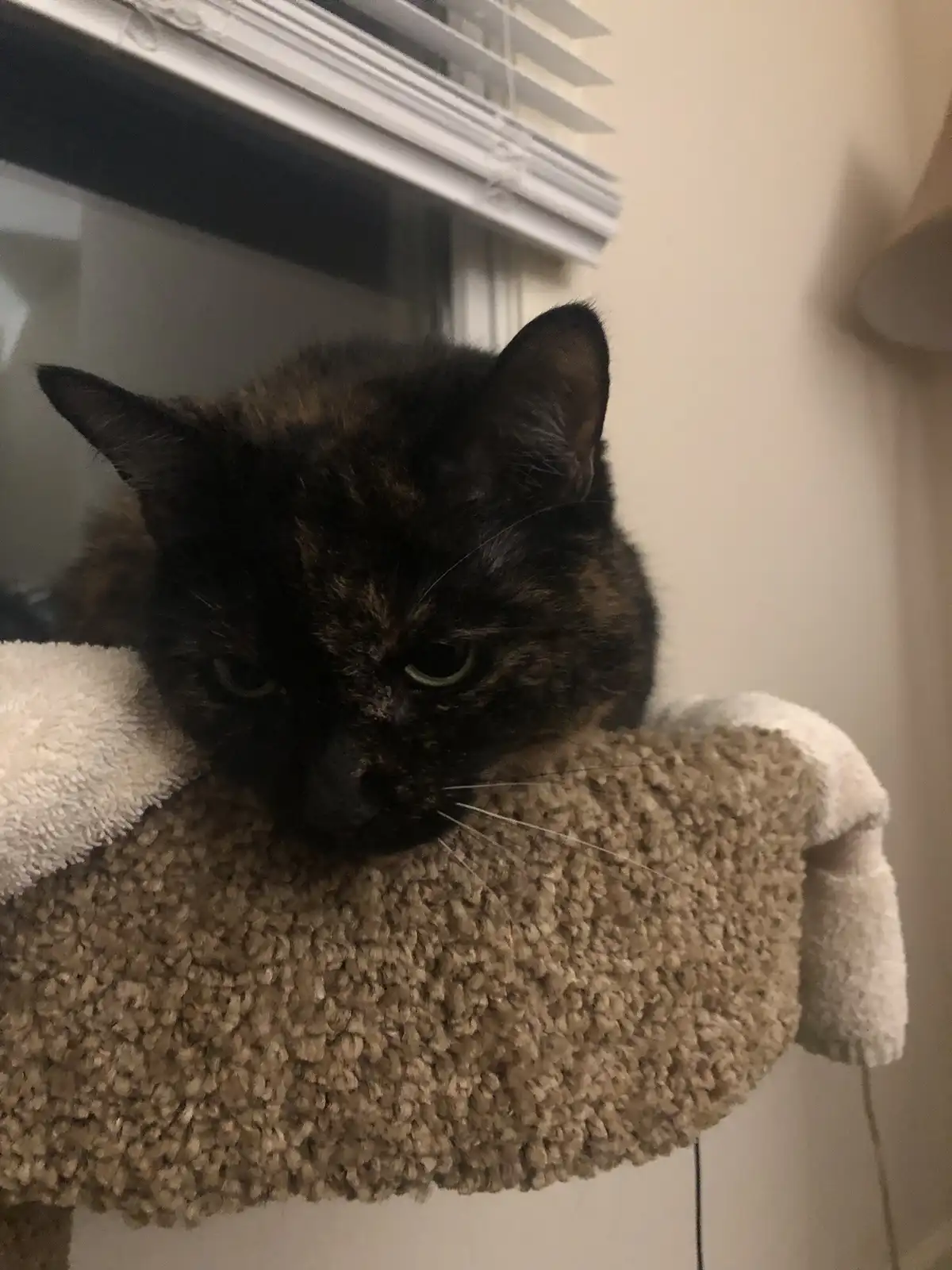 A dark tortoiseshell cat with green eyes rests its head on a beige, textured cat tree perch, looking directly at the camera…