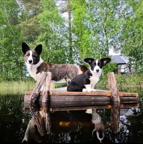Two corgis, one adult with brindle and white fur and one black and white puppy, sit side by side on a wooden dock over calm…