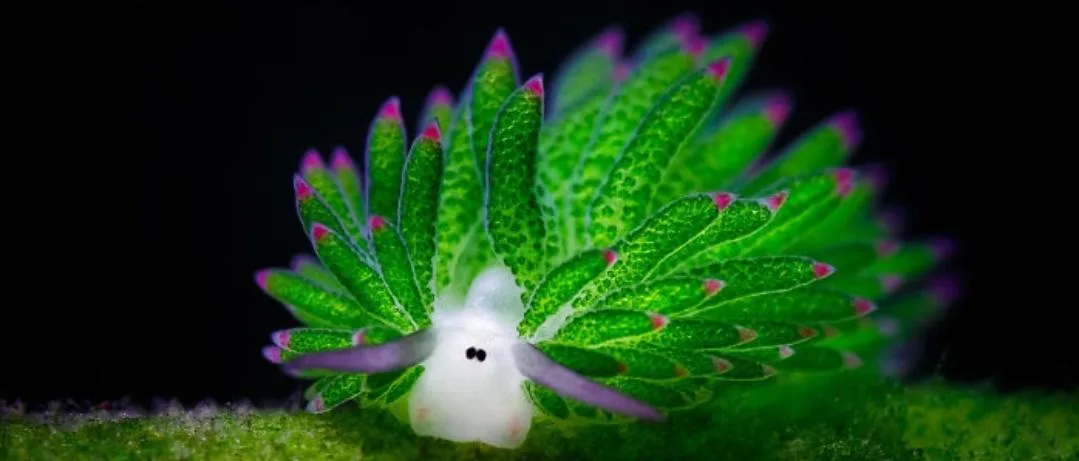 A vibrant green sea slug with pink-tipped appendages and a white head with two black eyes is shown against a dark…