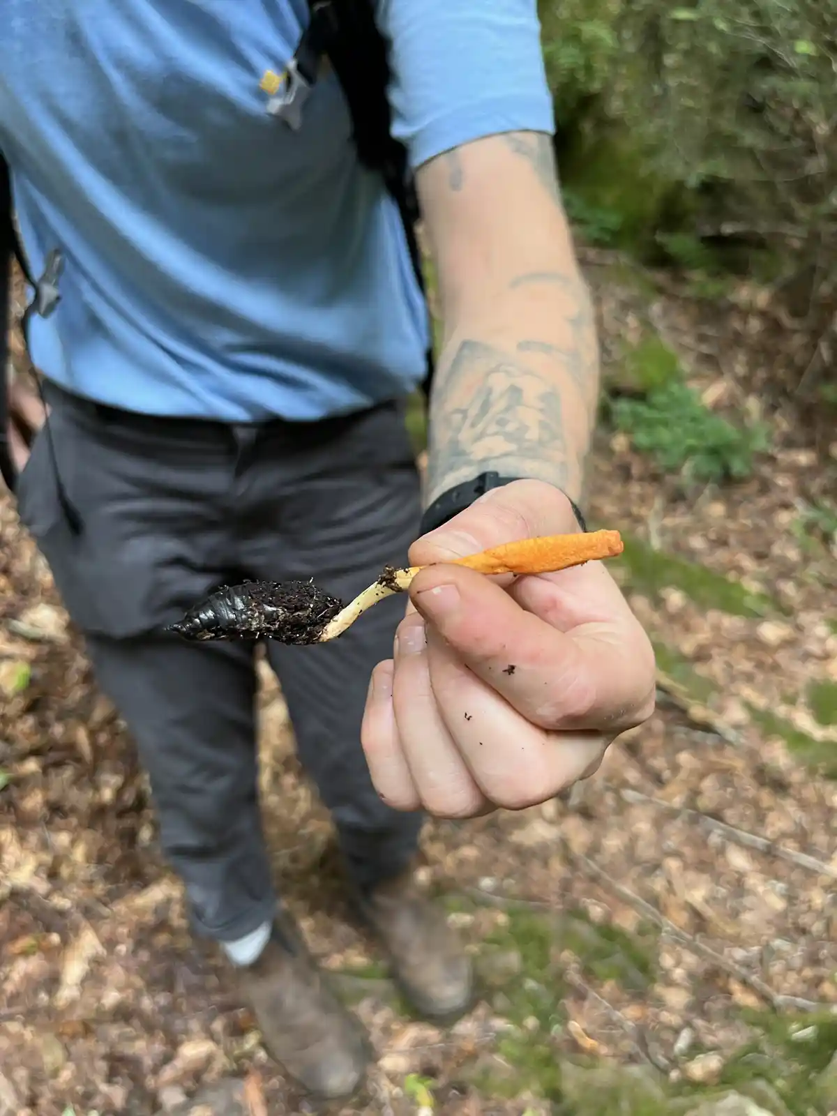 From Cordyceps to Tea: A Wild Transformation