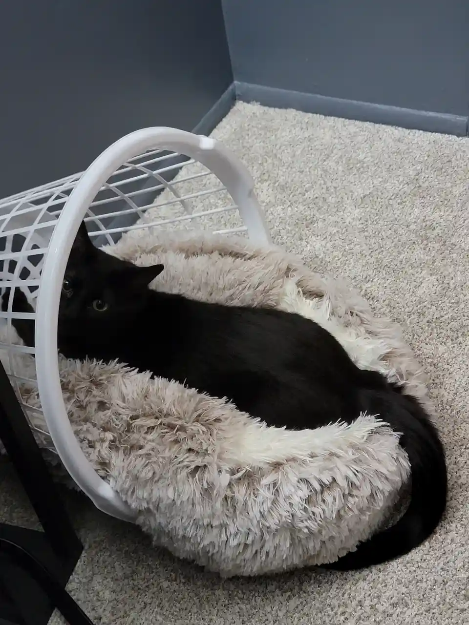 Taco Time with Nyx