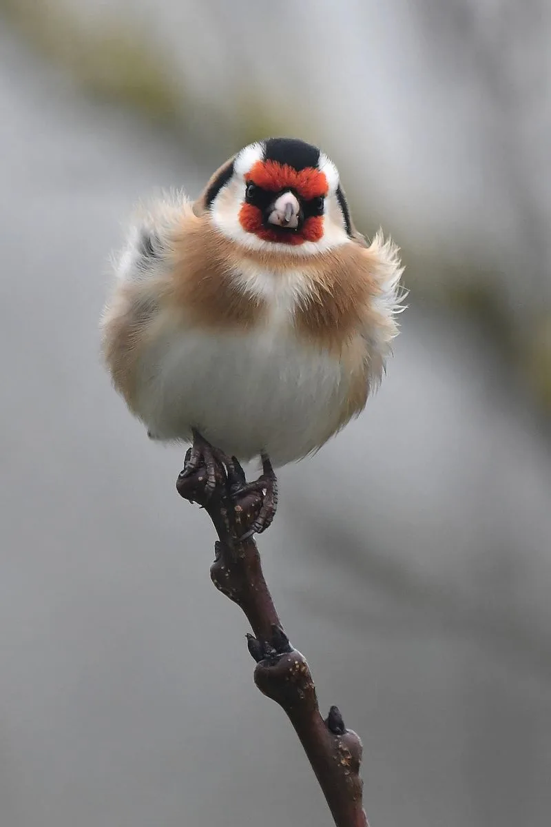 A close-up photograph of a small, fluffy bird with a black cap, bright red facial markings, and white and buff-colored…
