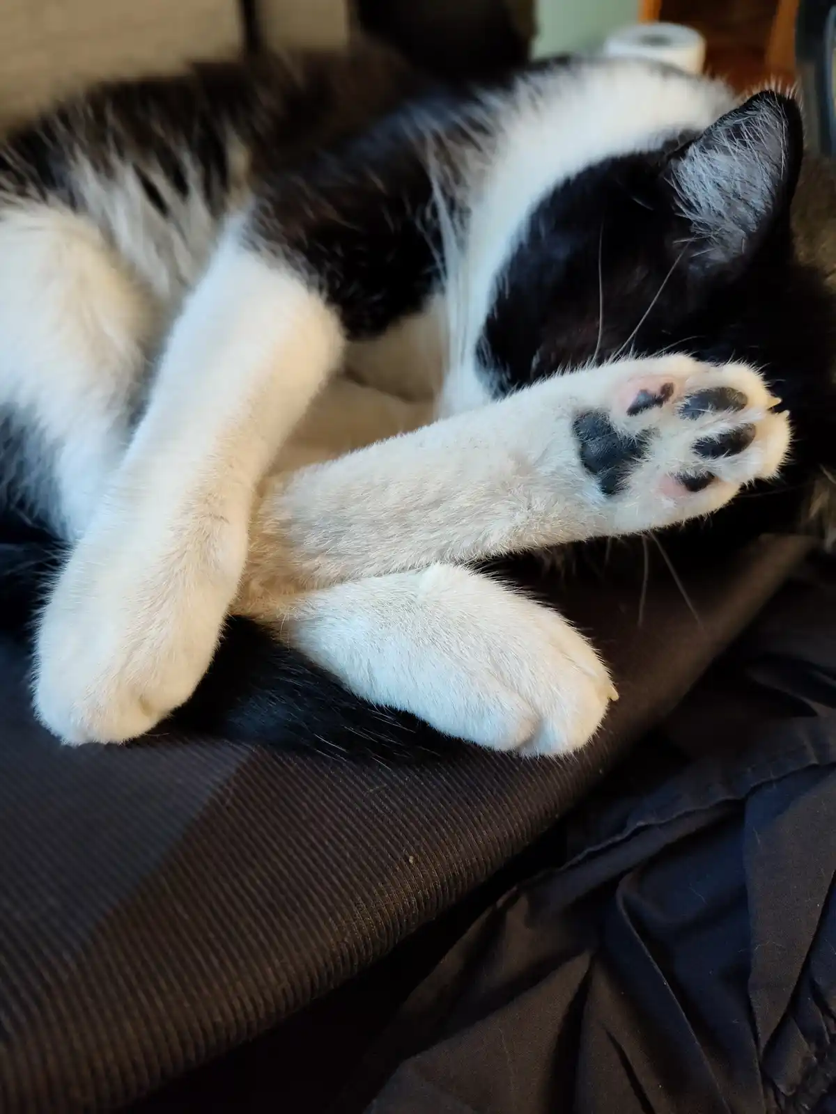 Purrogi is showcasing his beans for all to see!