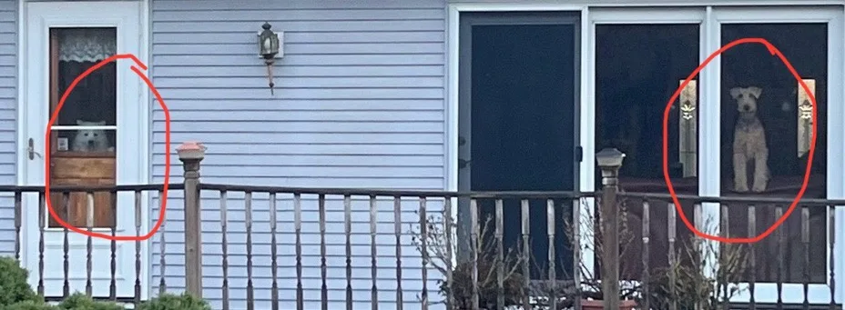 Two dogs are visible inside a house, each looking out a separate window from behind a railing. The dog on the left is in a…