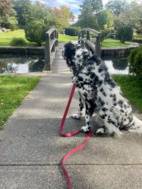 A black-and-white spotted dog wearing a red leash sits patiently on a paved path, looking toward a wooden bridge over a pond…