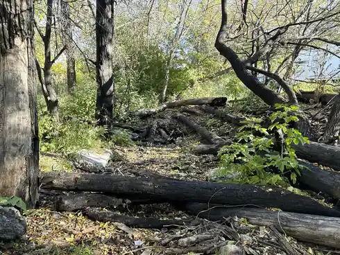 Cleaning Up Calgary: A Community Effort with Impressive Results!