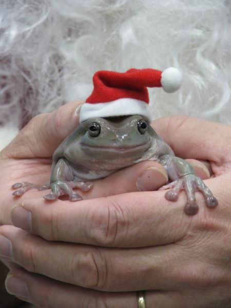 It's Christmas Time, My Friends!