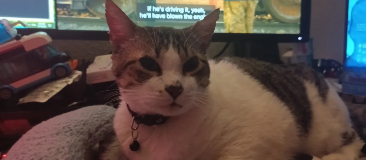 A close-up of a tabby and white cat with a black collar, looking directly at the camera with a slightly unimpressed or weary…