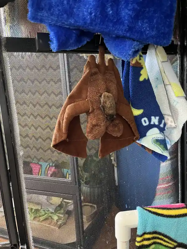 Wishing You a Joyful Baturday!