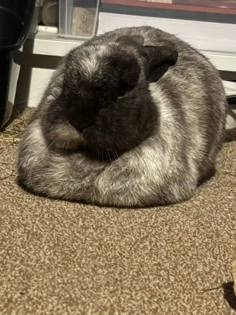 The Grumpiest Loaf You'll Ever Meet